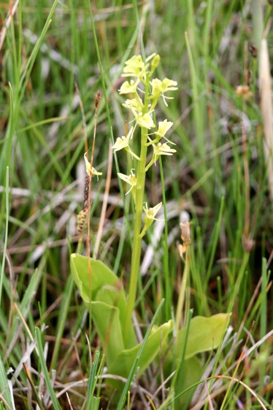 Orchidaceae Orchis